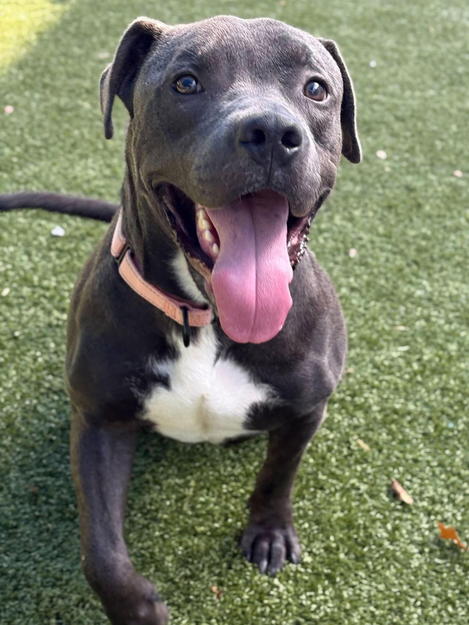 Storm, a Adoptable Pit Bull Terrier in Newport, NH image 3/3