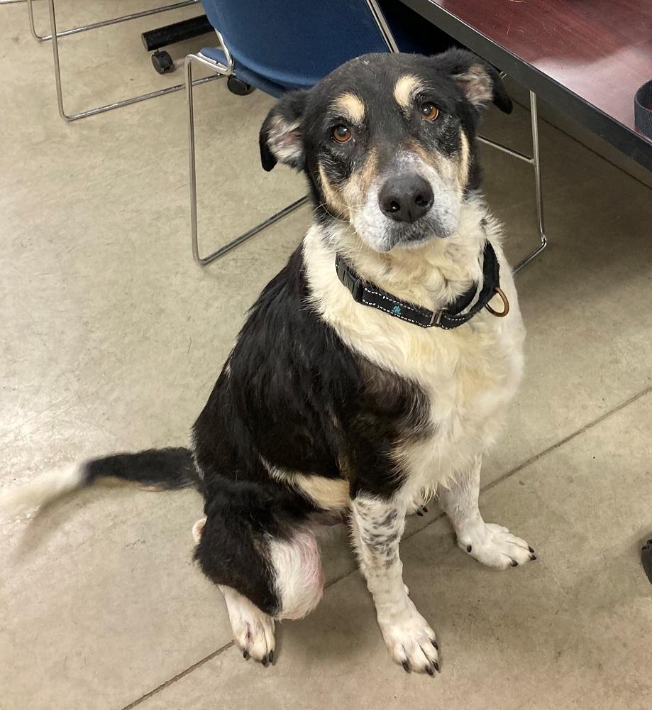 Thor, Adoptable, Adult Male Husky.