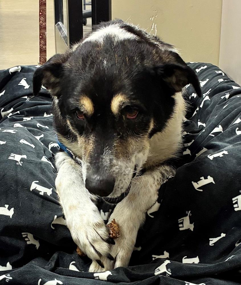 Enlarge Thor, a Adoptable mixed breed in Mason City, IA image 2/2