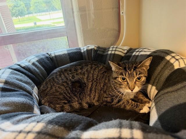 MADISON, Adoptable, Young Female Domestic Short Hair.