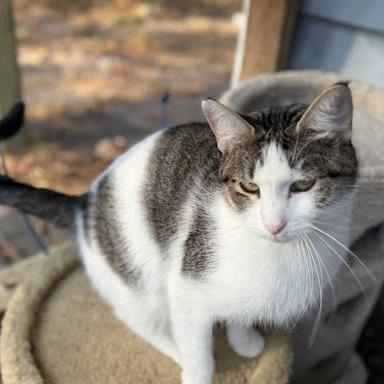 Enlarge Oreo, a Adoptable Domestic Short Hair in Edwardsville, IL image 1/3