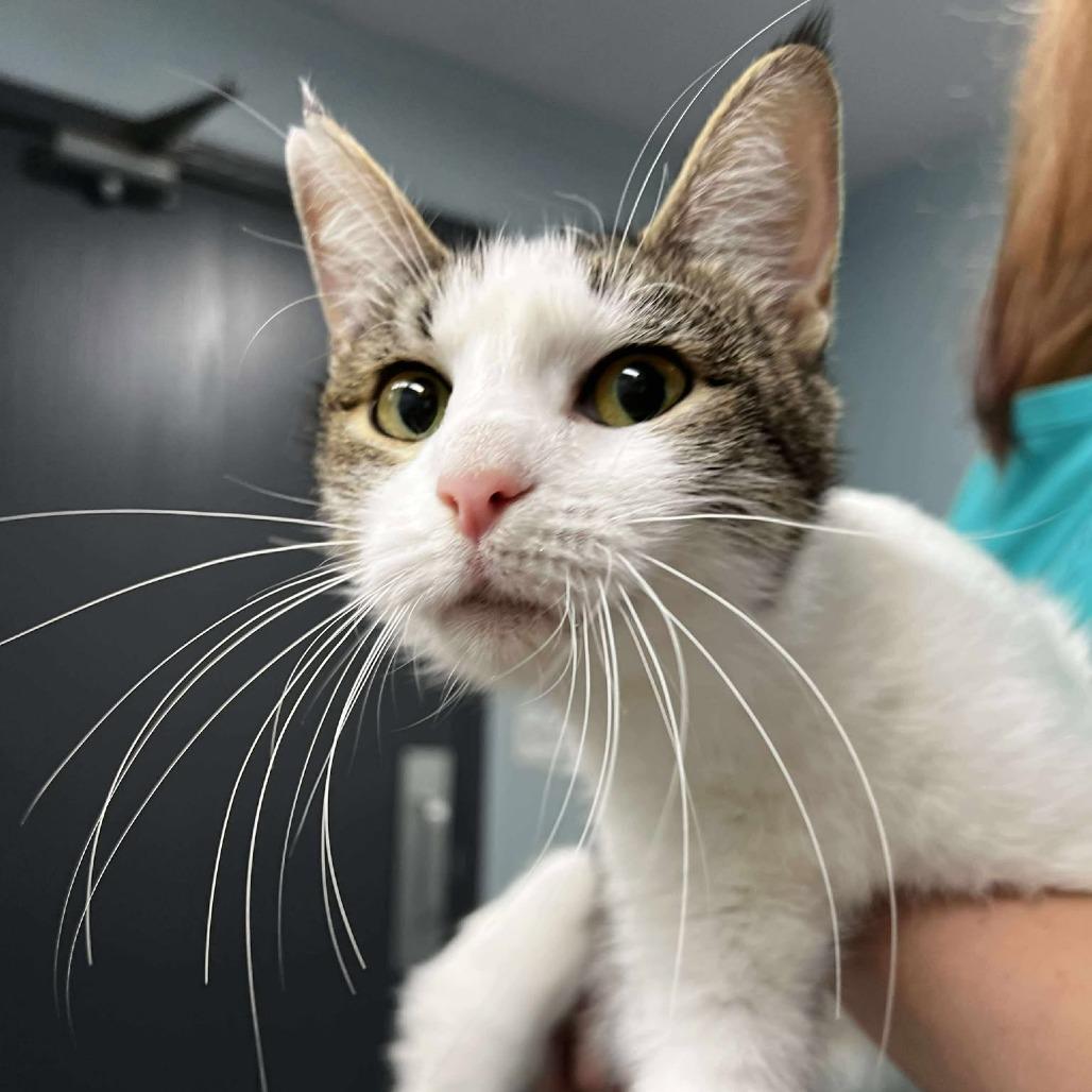 Enlarge Oreo, a Adoptable Domestic Short Hair in Edwardsville, IL image 2/3