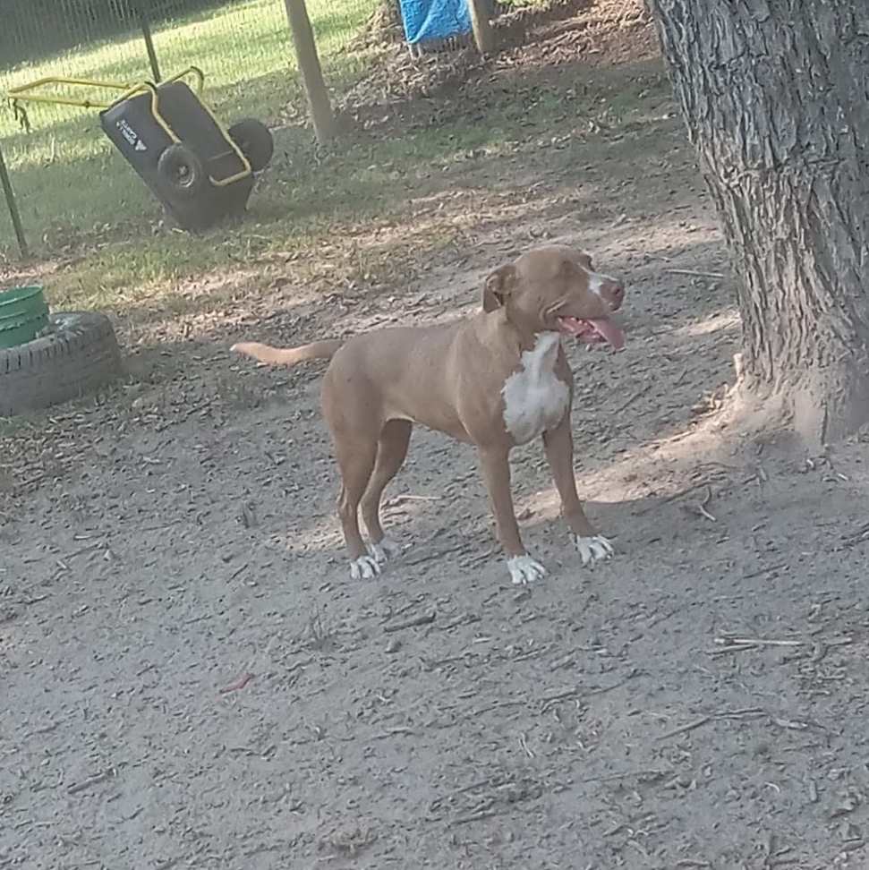 Enlarge DIXIE , a Adoptable Pit Bull Terrier in Sparta, GA image 1/3