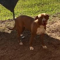 Enlarge DIXIE , a Adoptable Pit Bull Terrier in Sparta, GA image 2/3