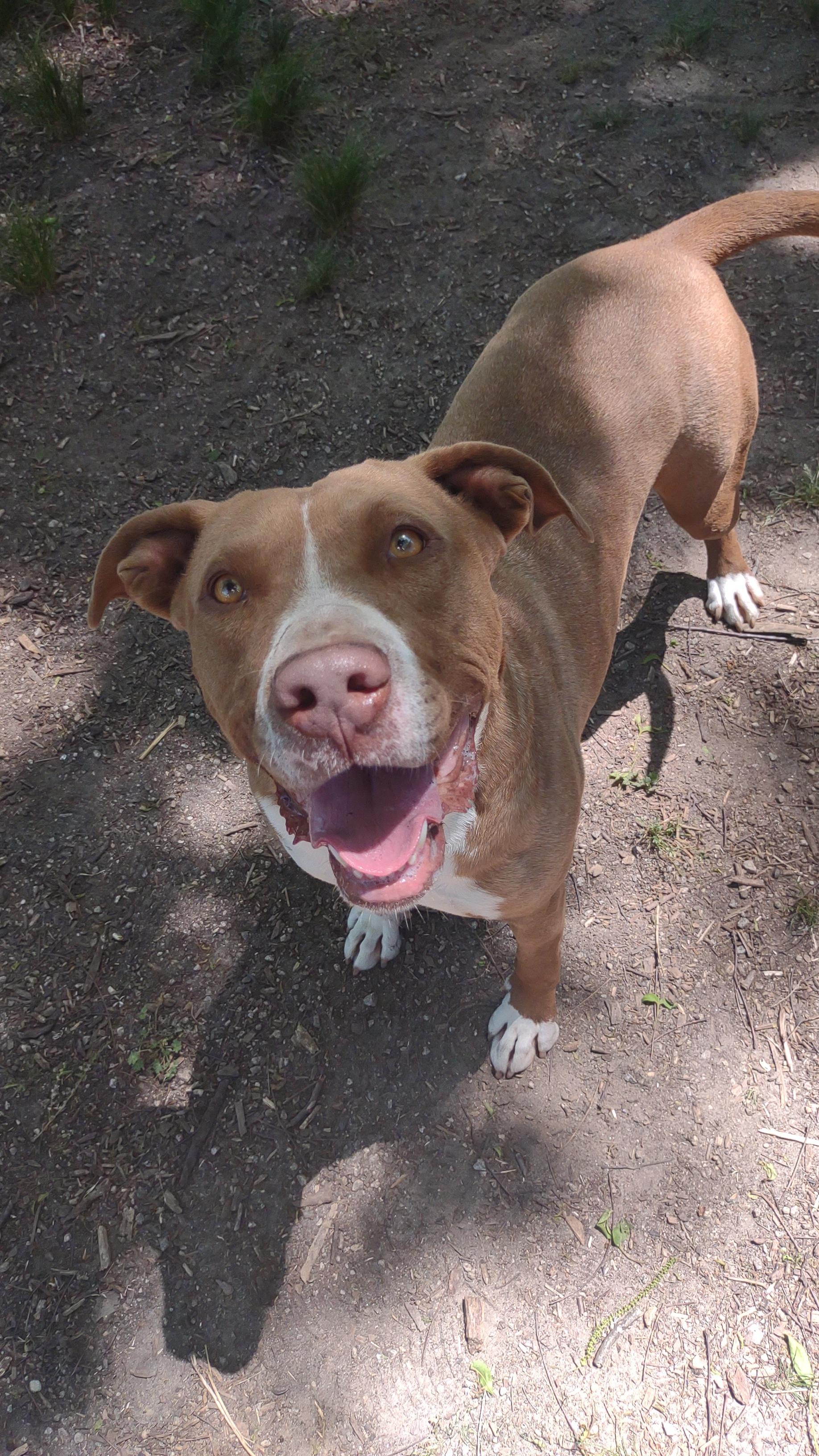 DIXIE , a Adoptable Pit Bull Terrier in Sparta, GA image 1/5