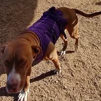 Enlarge DIXIE , a Adoptable Pit Bull Terrier in Sparta, GA image 3/3