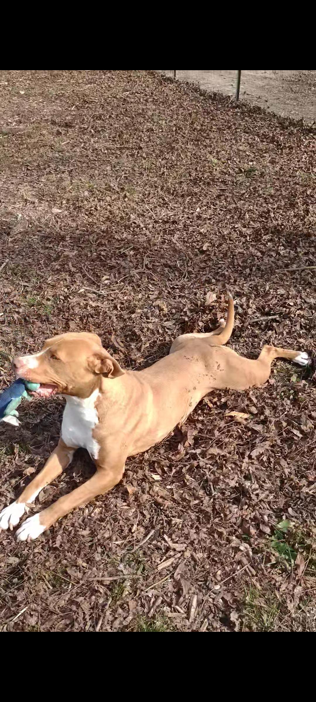 DIXIE , a Adoptable Pit Bull Terrier in Sparta, GA image 5/5