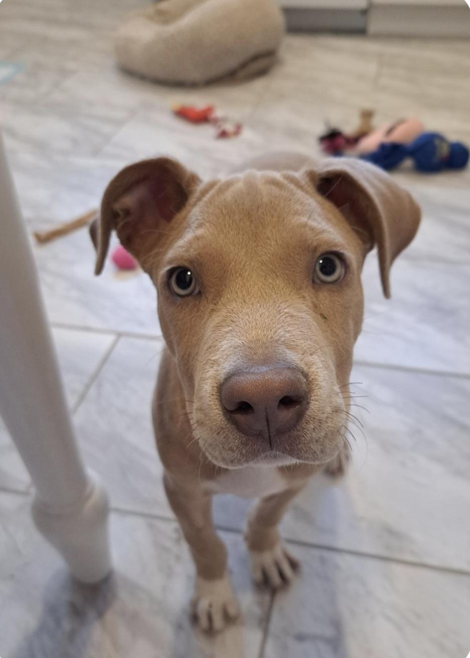 Champ, an adopted Mixed Breed in kitchener, ON image 5/5