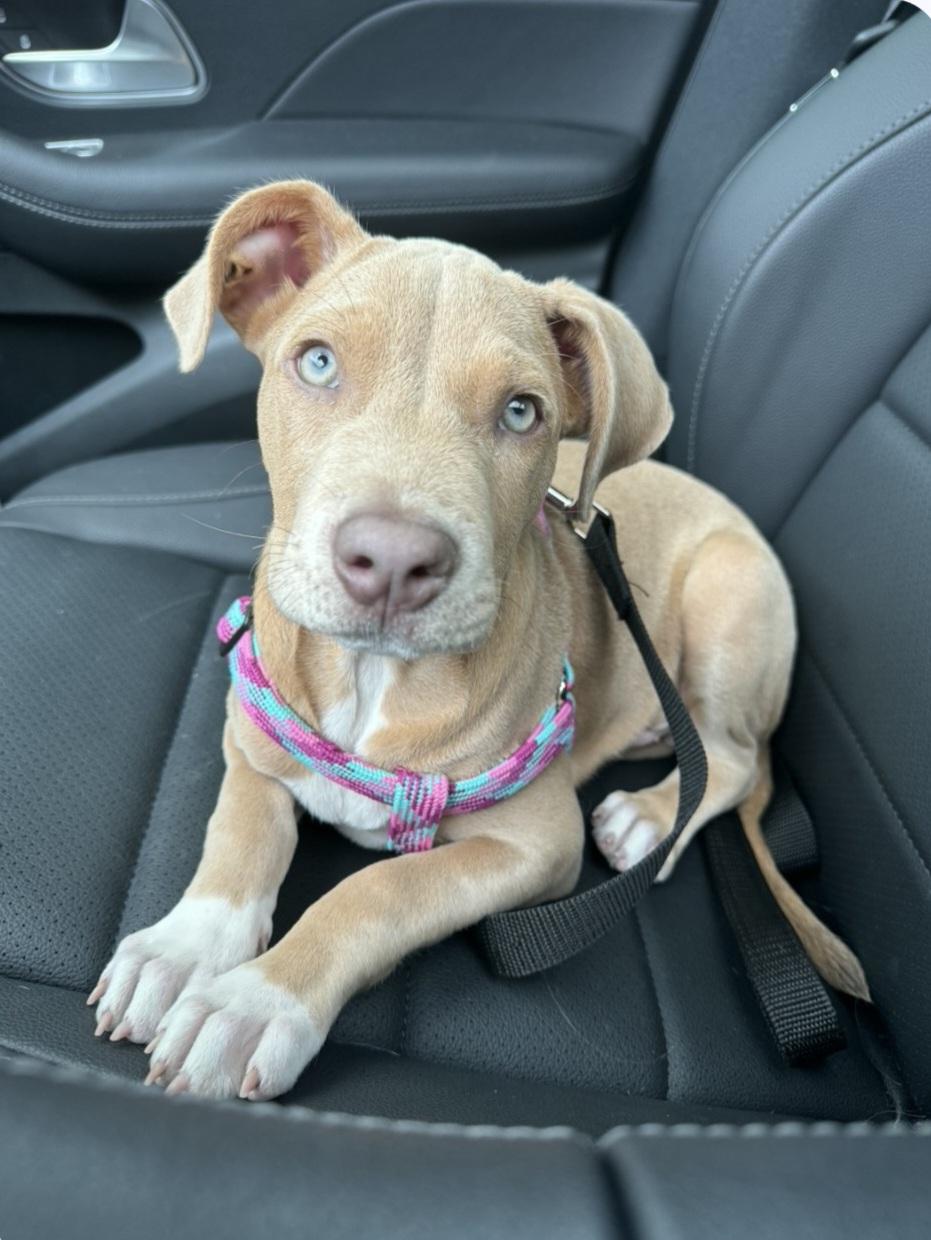 Champ, adopted, Puppy Male Mixed Breed.