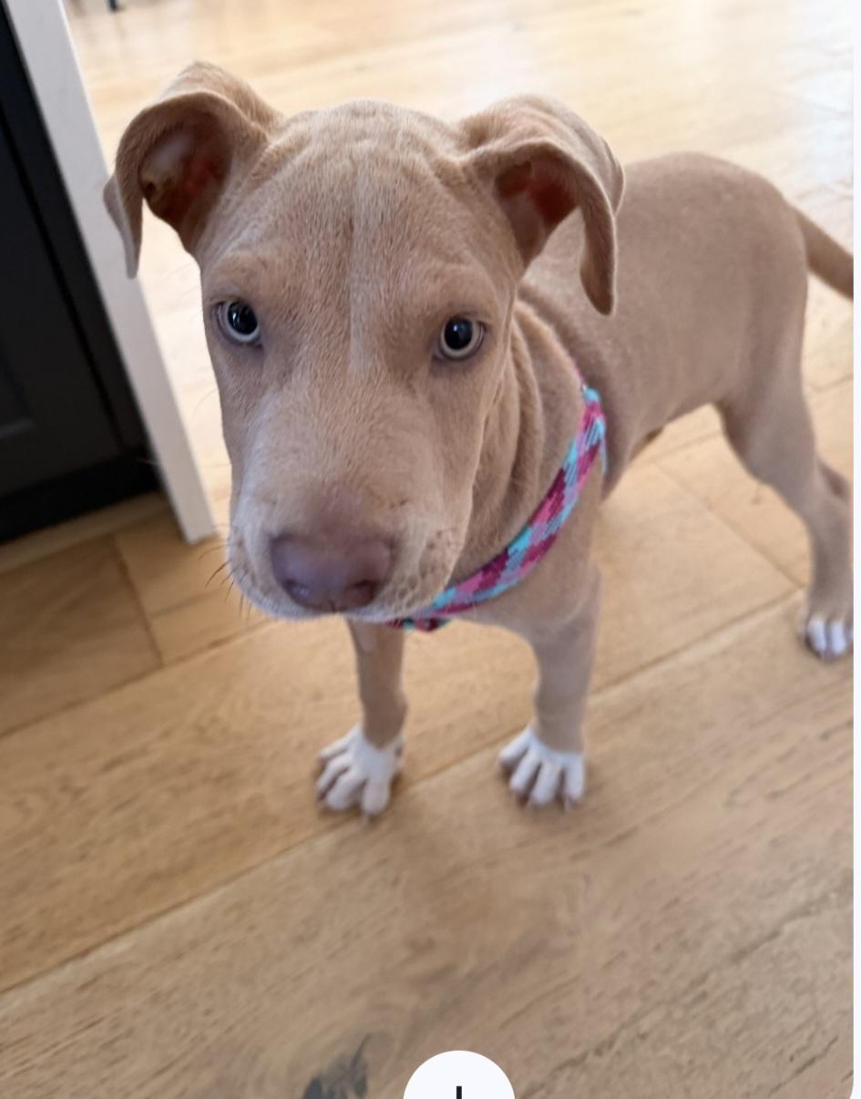 Champ, an adopted Mixed Breed in kitchener, ON image 3/5