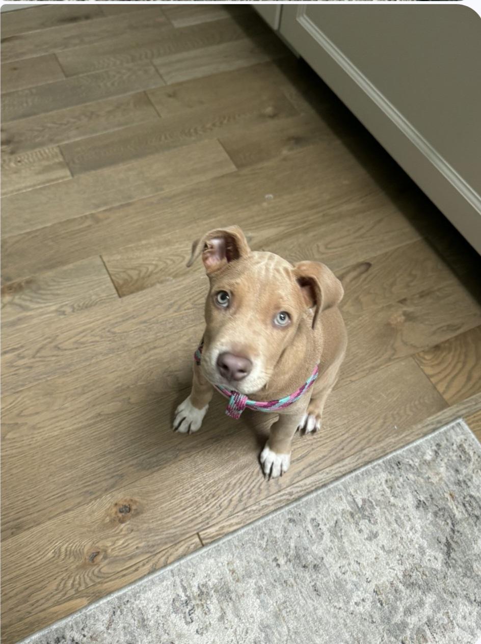 Champ, an adopted Mixed Breed in kitchener, ON image 4/5