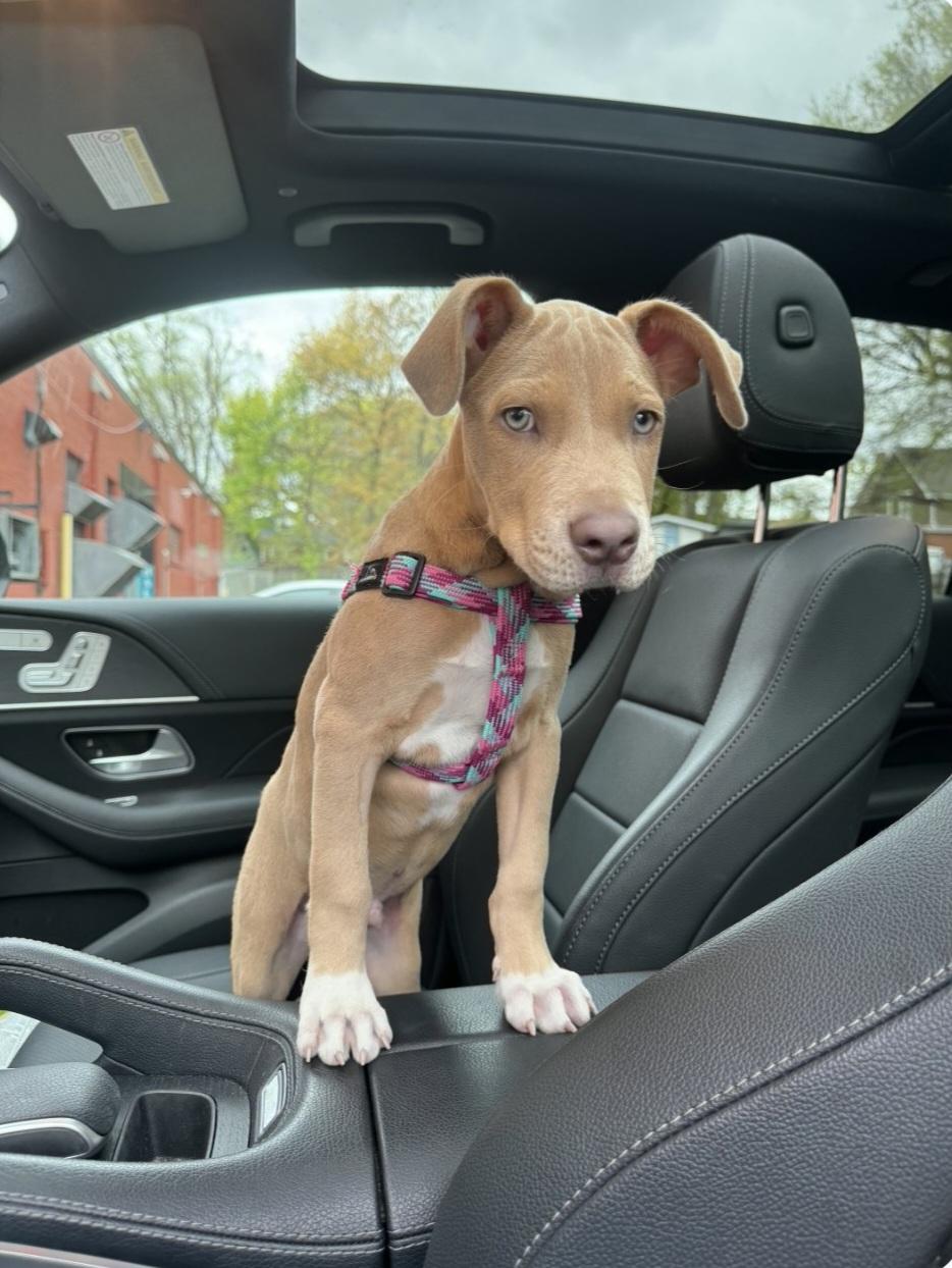 Champ, an adopted Mixed Breed in kitchener, ON image 2/5