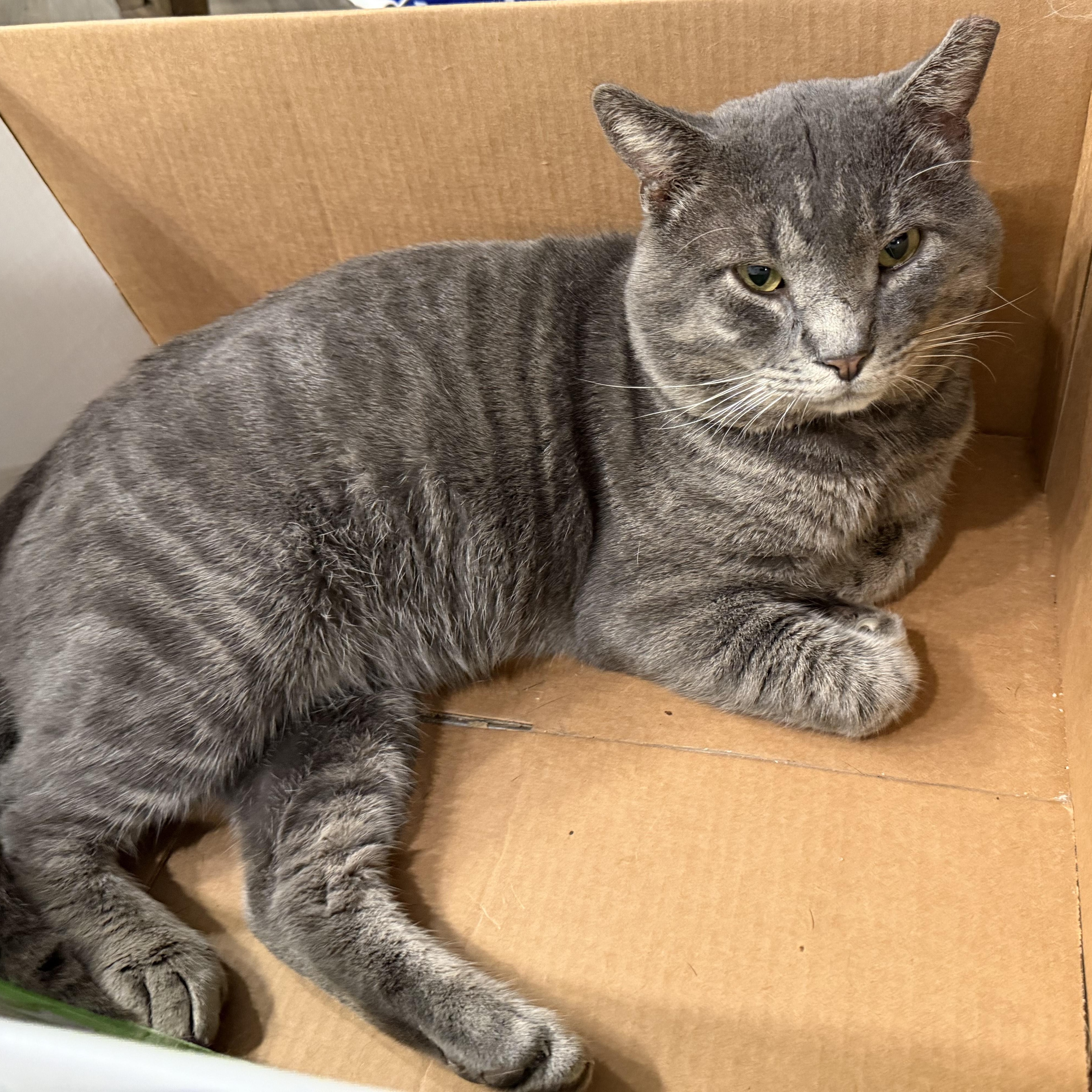 Enlarge Bubba, a ADOPTABLE Domestic Short Hair in Beaufort, SC image 4/6