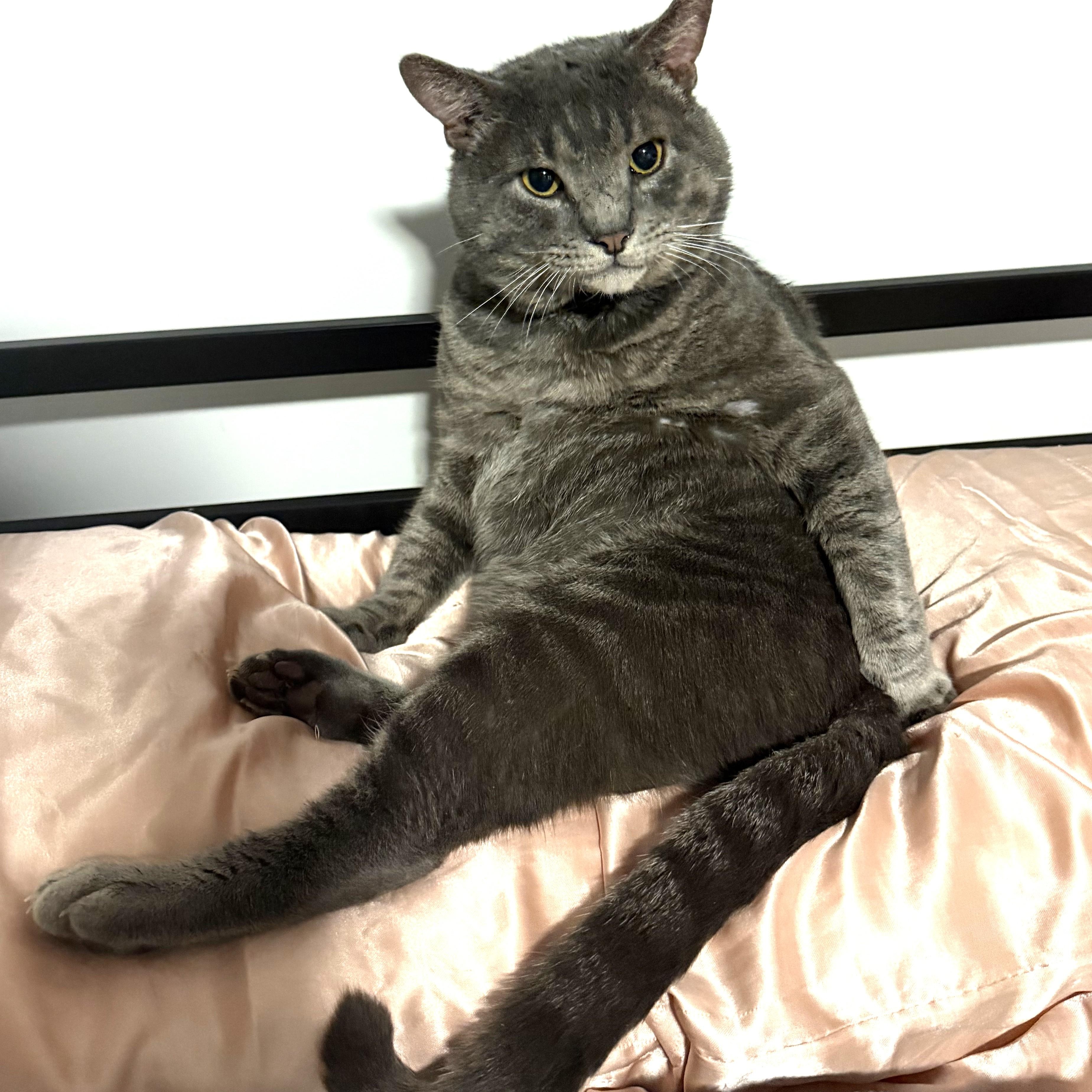 Enlarge Bubba, a ADOPTABLE Domestic Short Hair in Beaufort, SC image 2/6