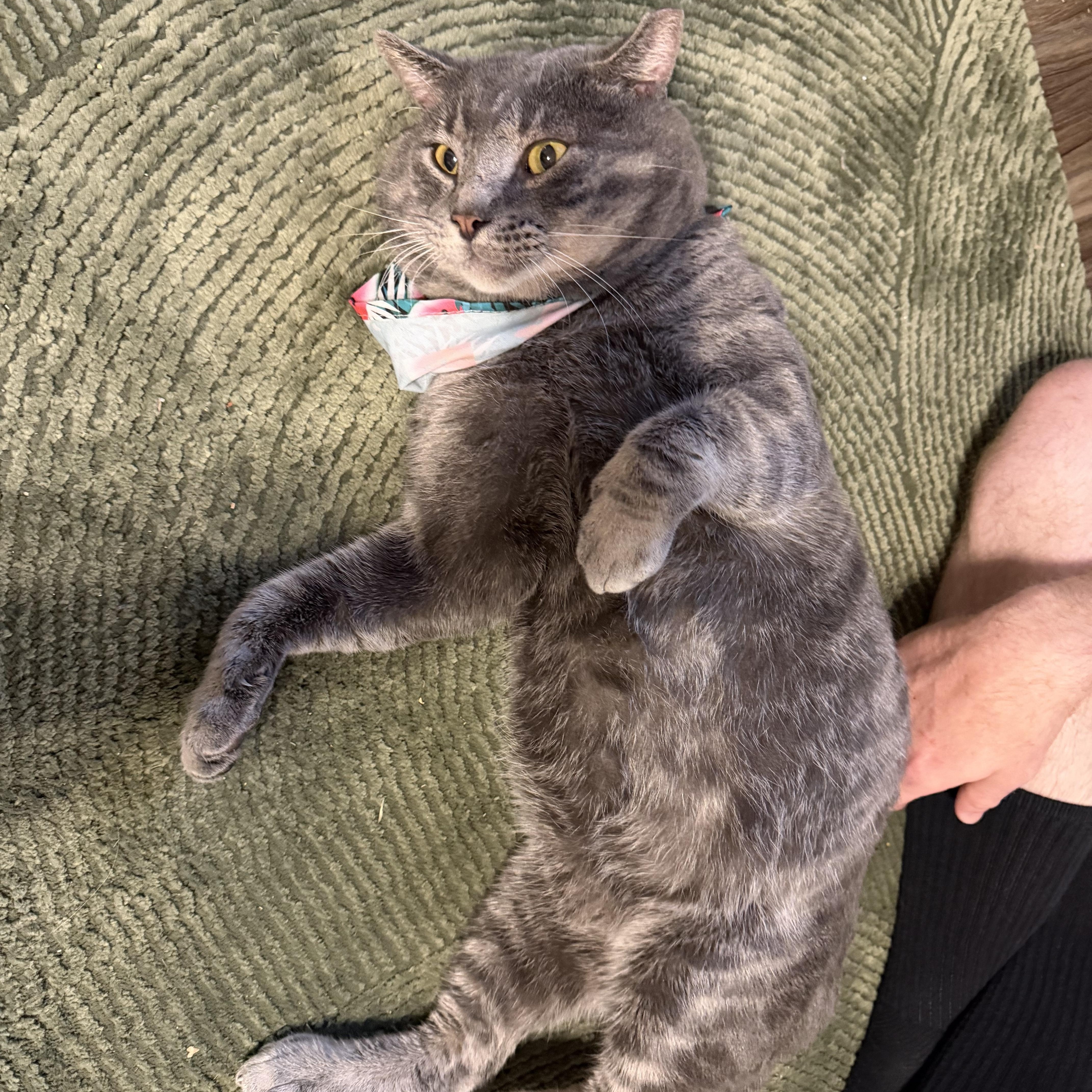 Enlarge Bubba, a ADOPTABLE Domestic Short Hair in Beaufort, SC image 5/6