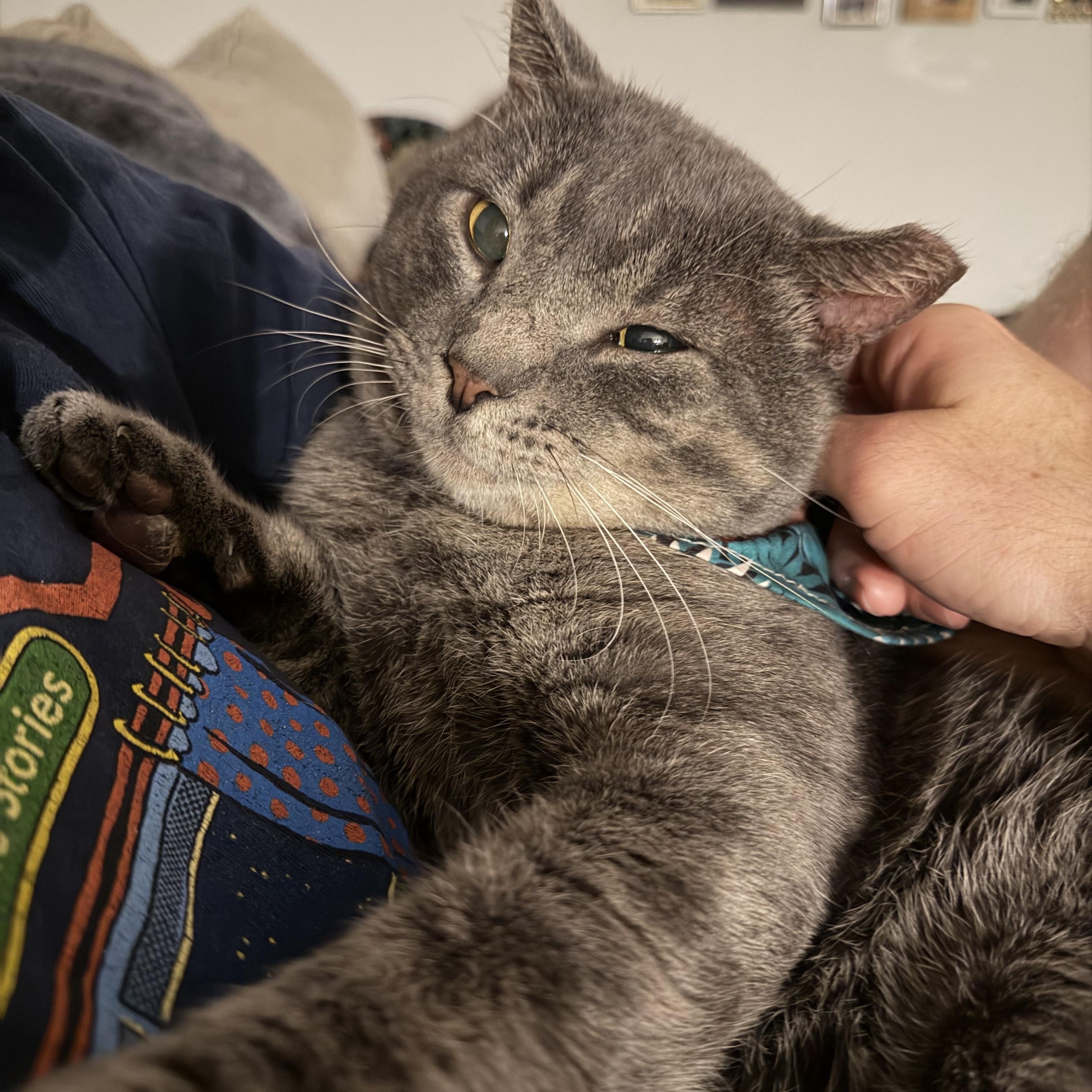 Enlarge Bubba, a ADOPTABLE Domestic Short Hair in Beaufort, SC image 3/6