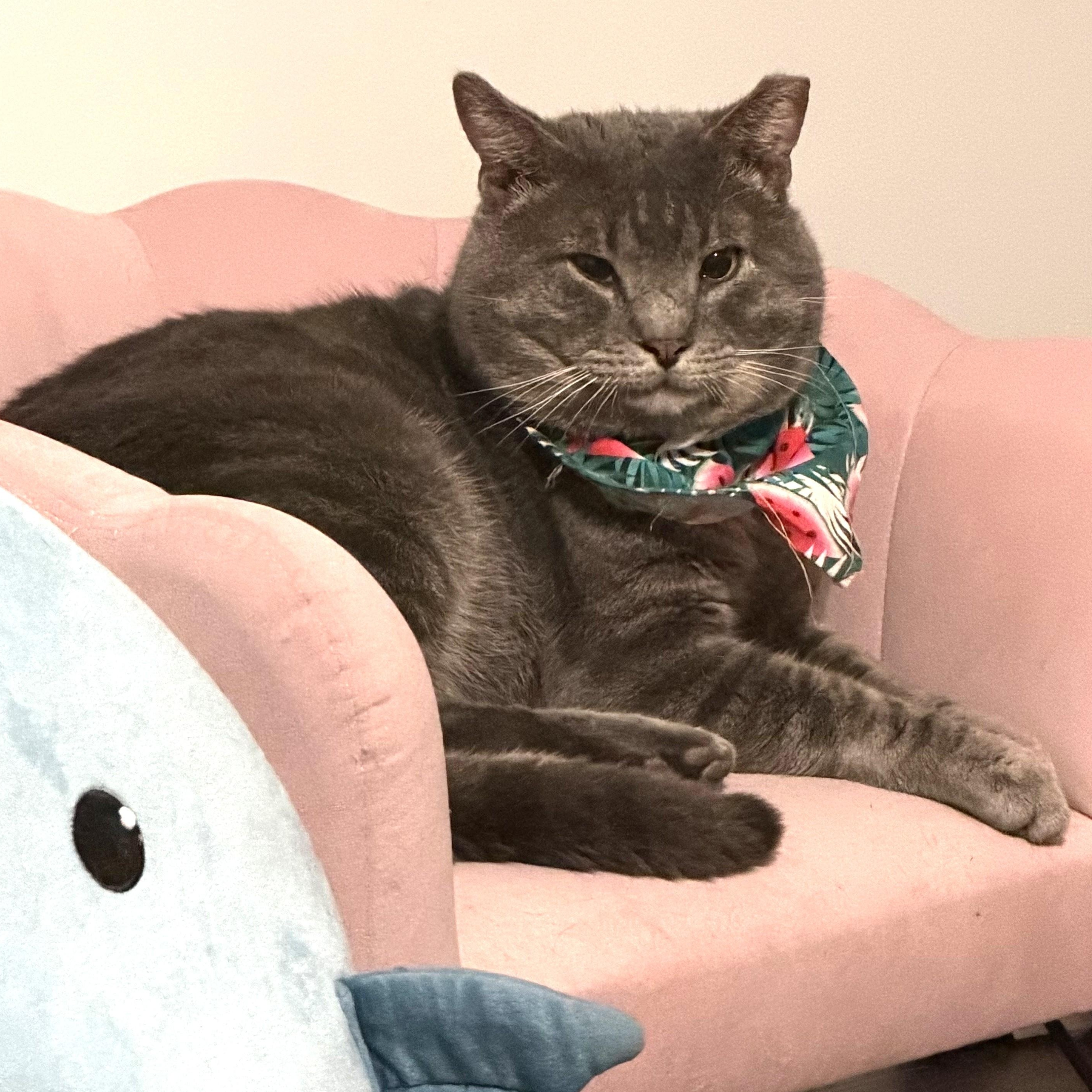 Enlarge Bubba, a ADOPTABLE Domestic Short Hair in Beaufort, SC image 1/6