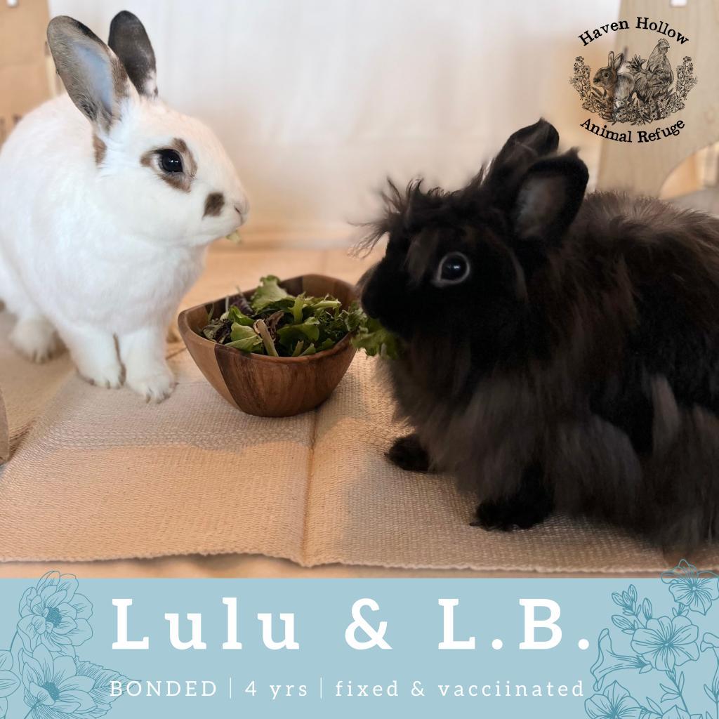 L.B. (Bonded to Lulu), Adoptable, Adult Male Jersey Wooly.
