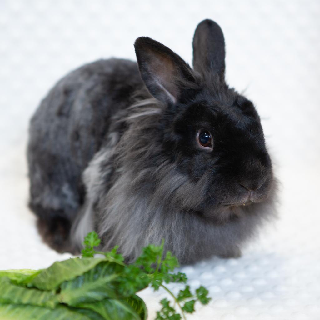 Enlarge L.B. (Bonded to Lulu), a Adoptable Jersey Wooly in Shelley, ID image 2/2