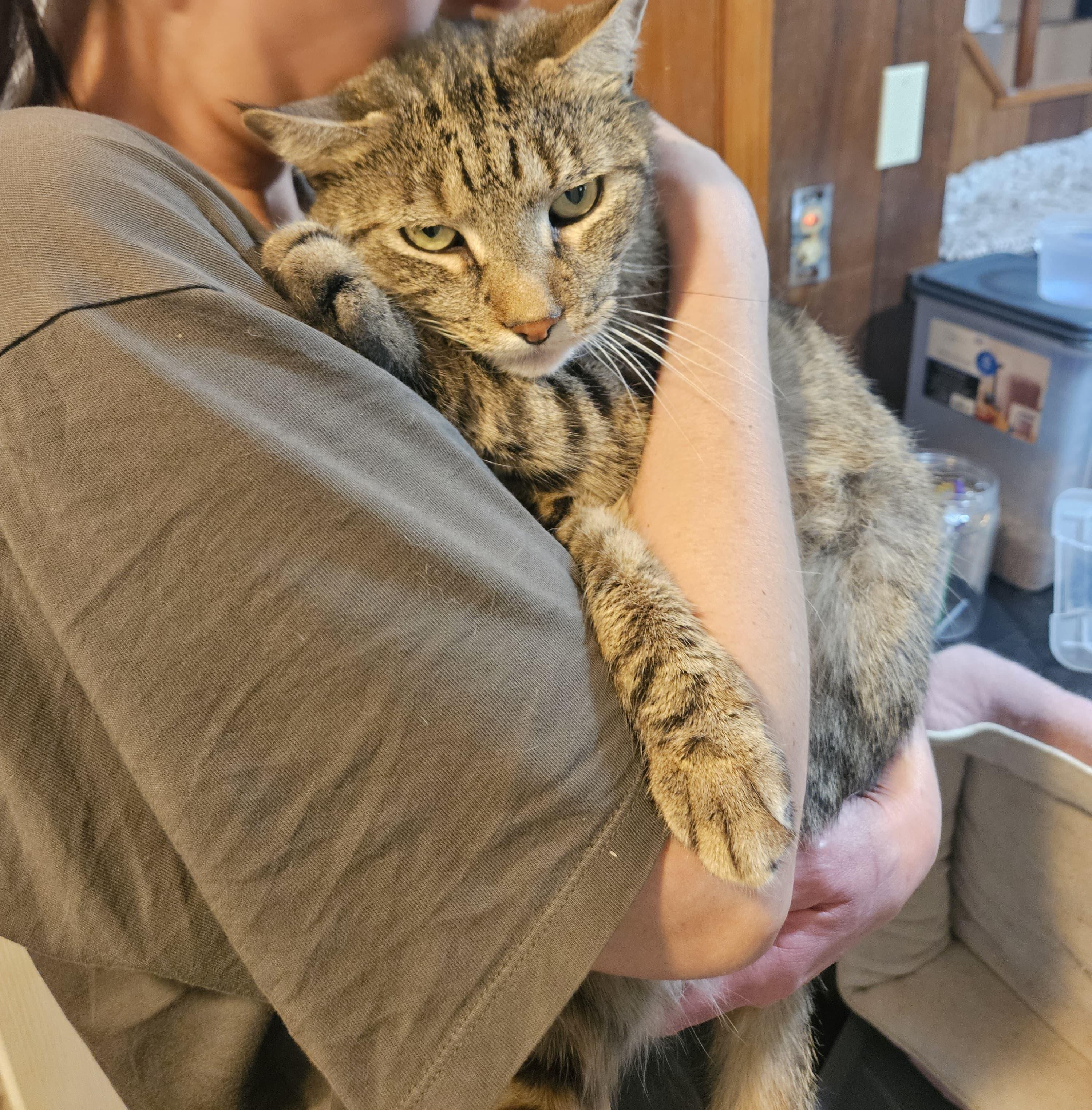 Pierre, ADOPTABLE, Adult Male Domestic Short Hair.