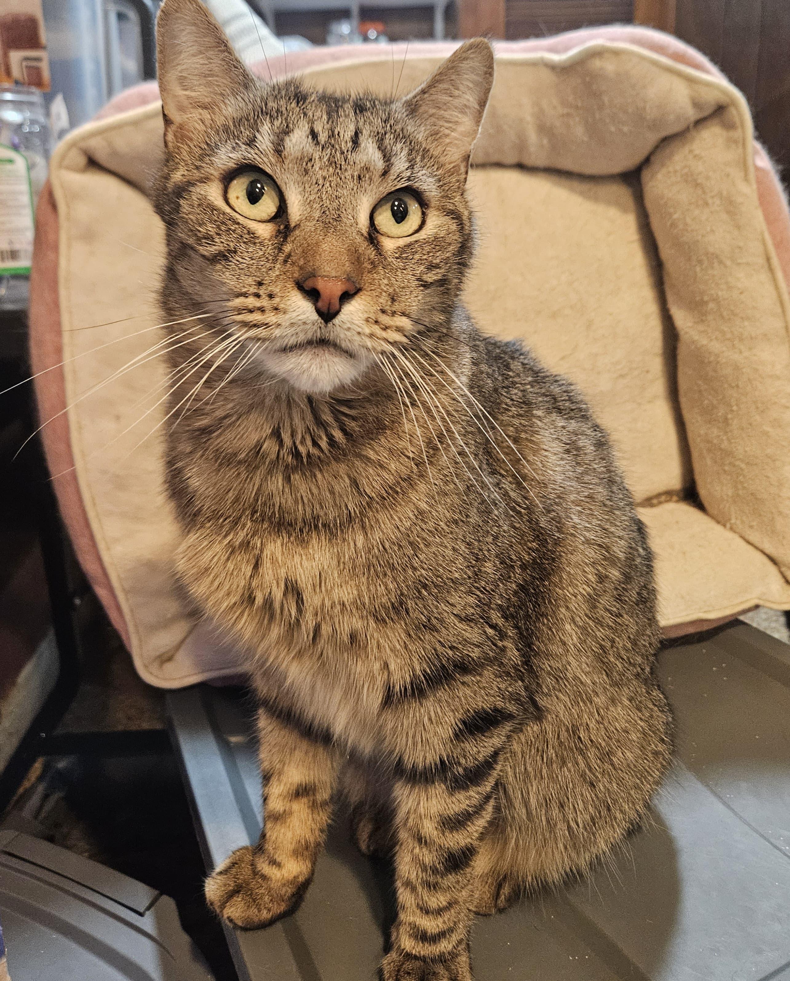 Pierre, ADOPTABLE, Adult Male Domestic Short Hair.