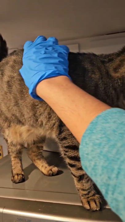 Enlarge Pierre, a ADOPTABLE Domestic Short Hair in Crompond, NY video 2/4