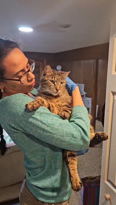 Enlarge Pierre, a ADOPTABLE Domestic Short Hair in Crompond, NY video 4/4