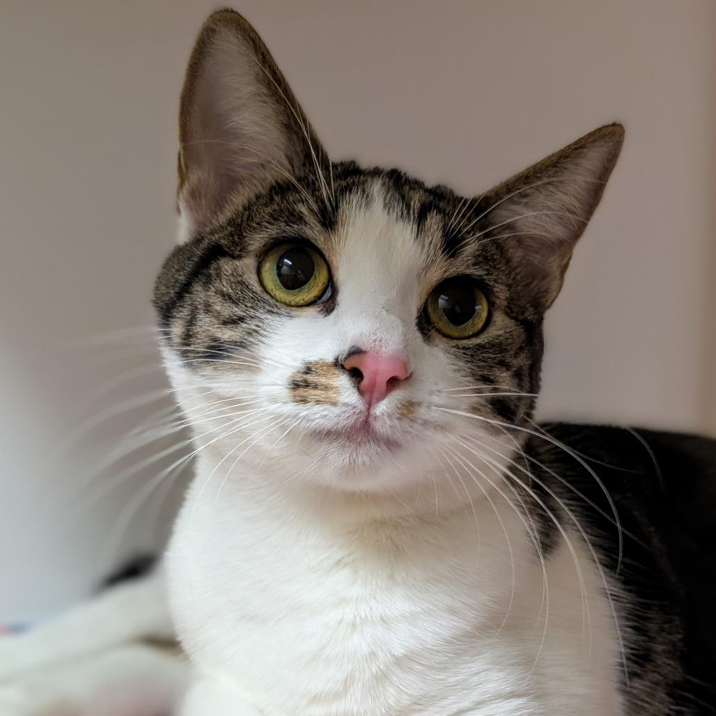 Eevee, Adoptable, Young Female Domestic Short Hair.