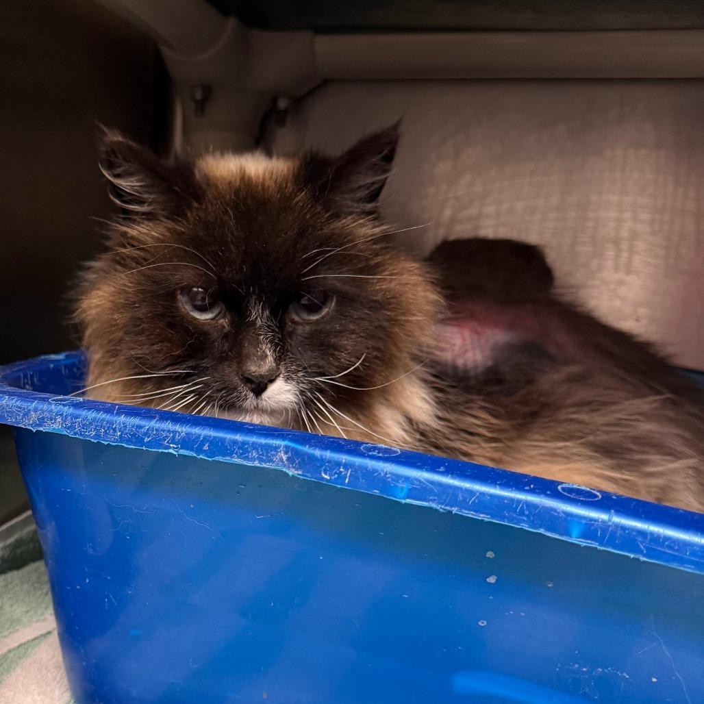 Enlarge Maddie C26-021, a Adoptable Domestic Long Hair in Elbow Lake, MN image 1/1