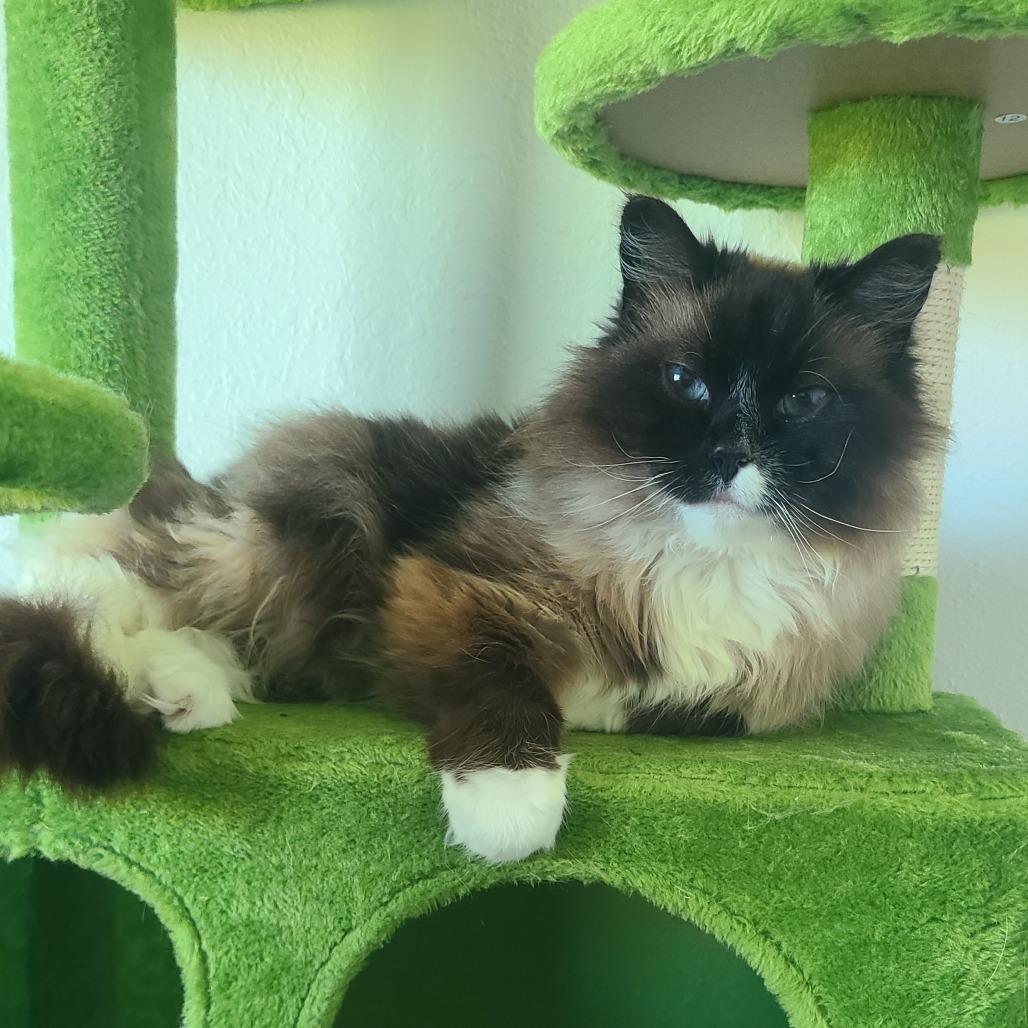 Enlarge Maddie C26-021, a Adoptable Domestic Long Hair in Elbow Lake, MN image 3/5