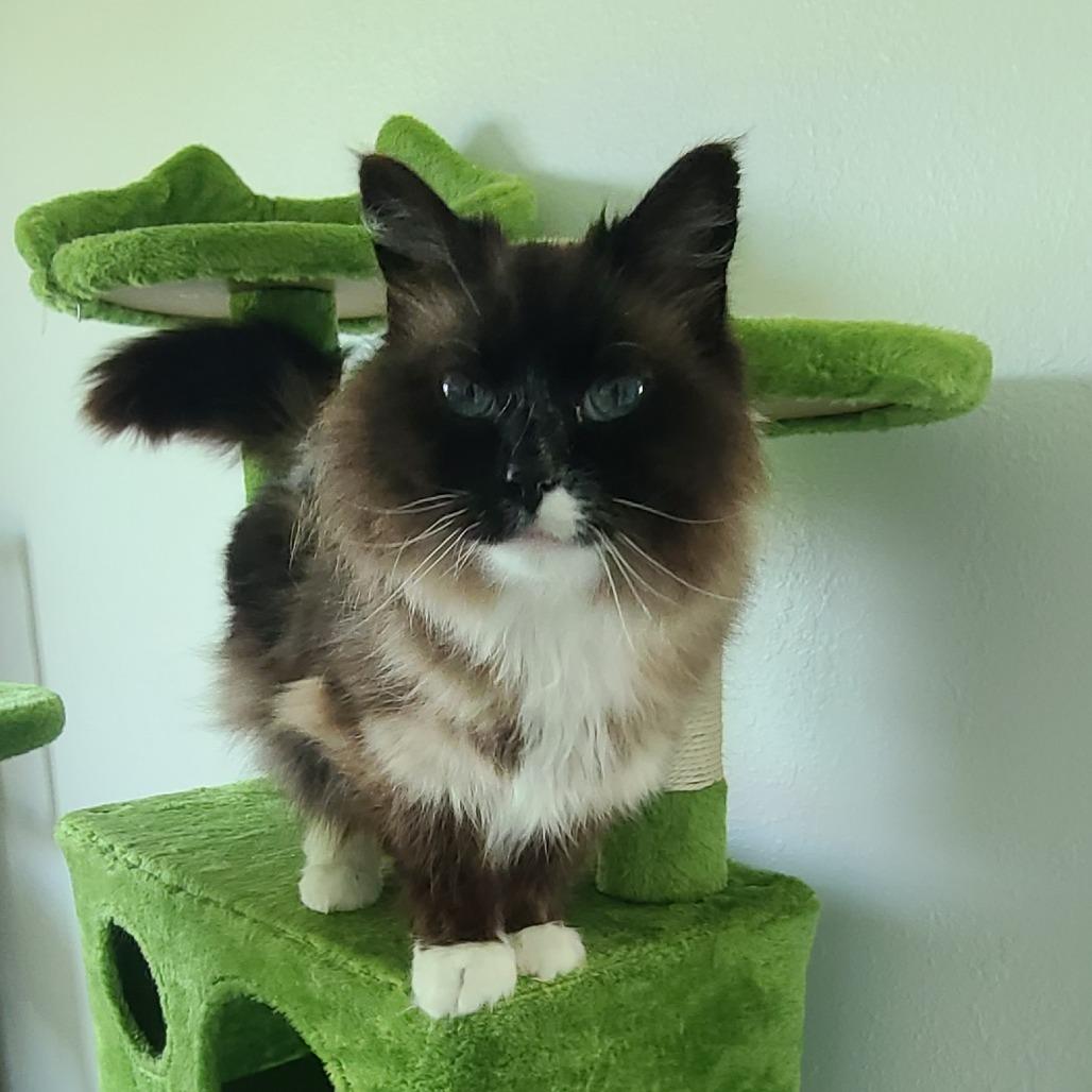 Maddie C26-021, Adoptable, Adult Female Domestic Long Hair.