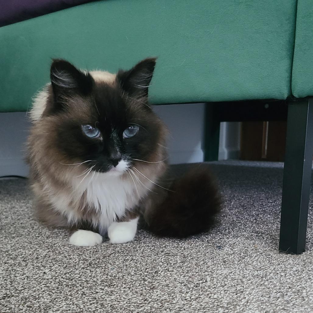 Enlarge Maddie C26-021, a Adoptable Domestic Long Hair in Elbow Lake, MN image 5/5