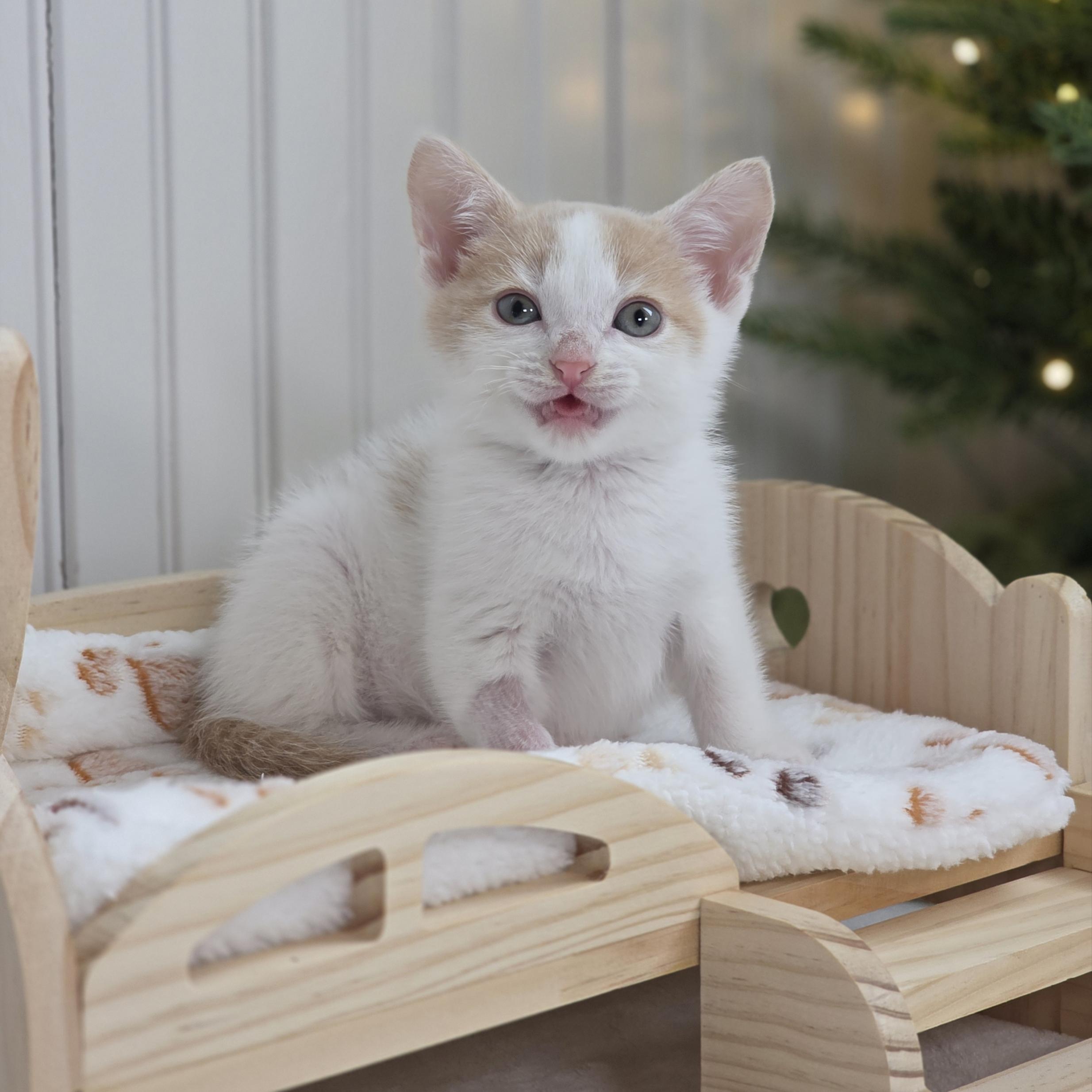 Tanjiro, Adoptable, Kitten Male Tabby & Domestic Short Hair.