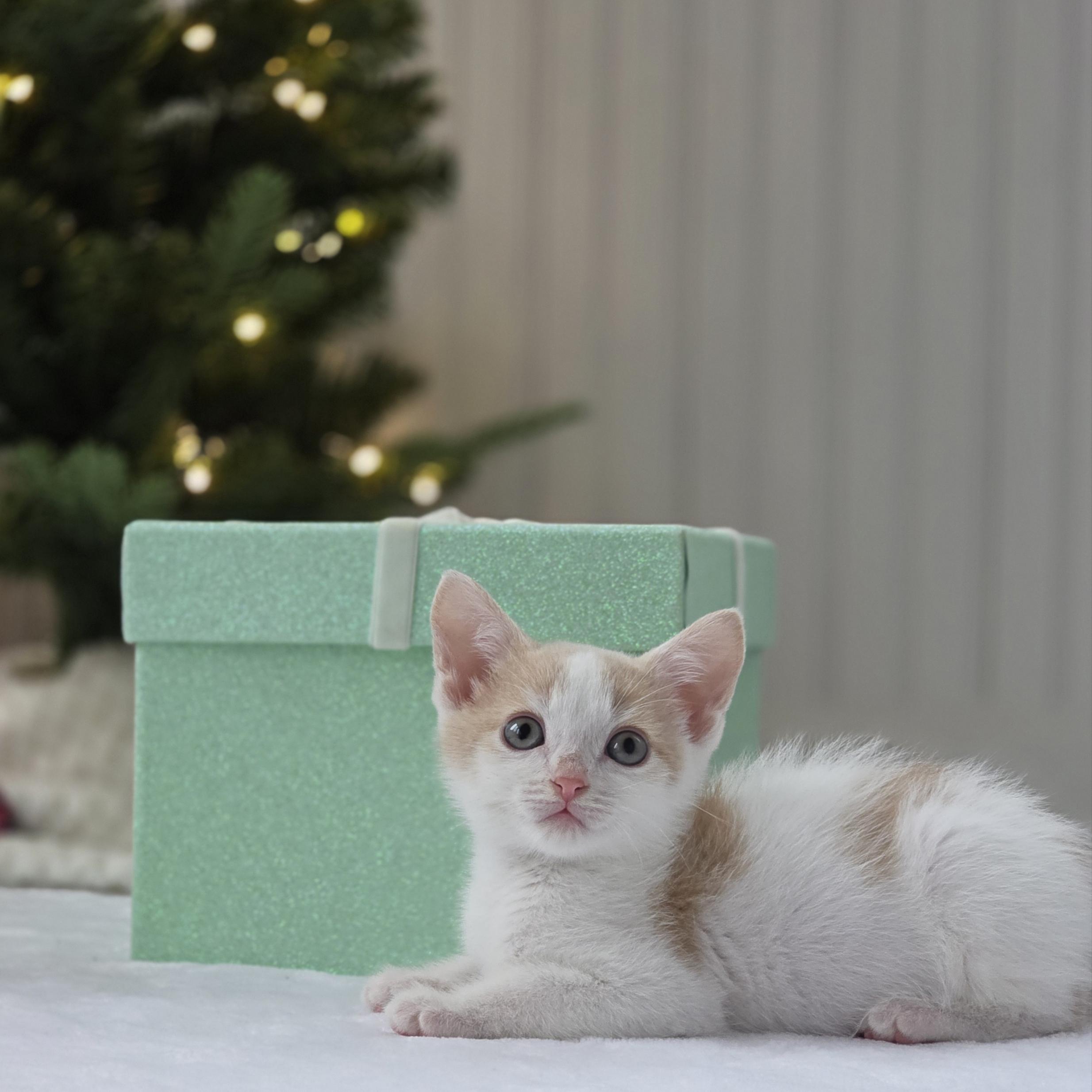 Enlarge Tanjiro, a Adoptable mixed breed in Atlanta, GA image 2/6