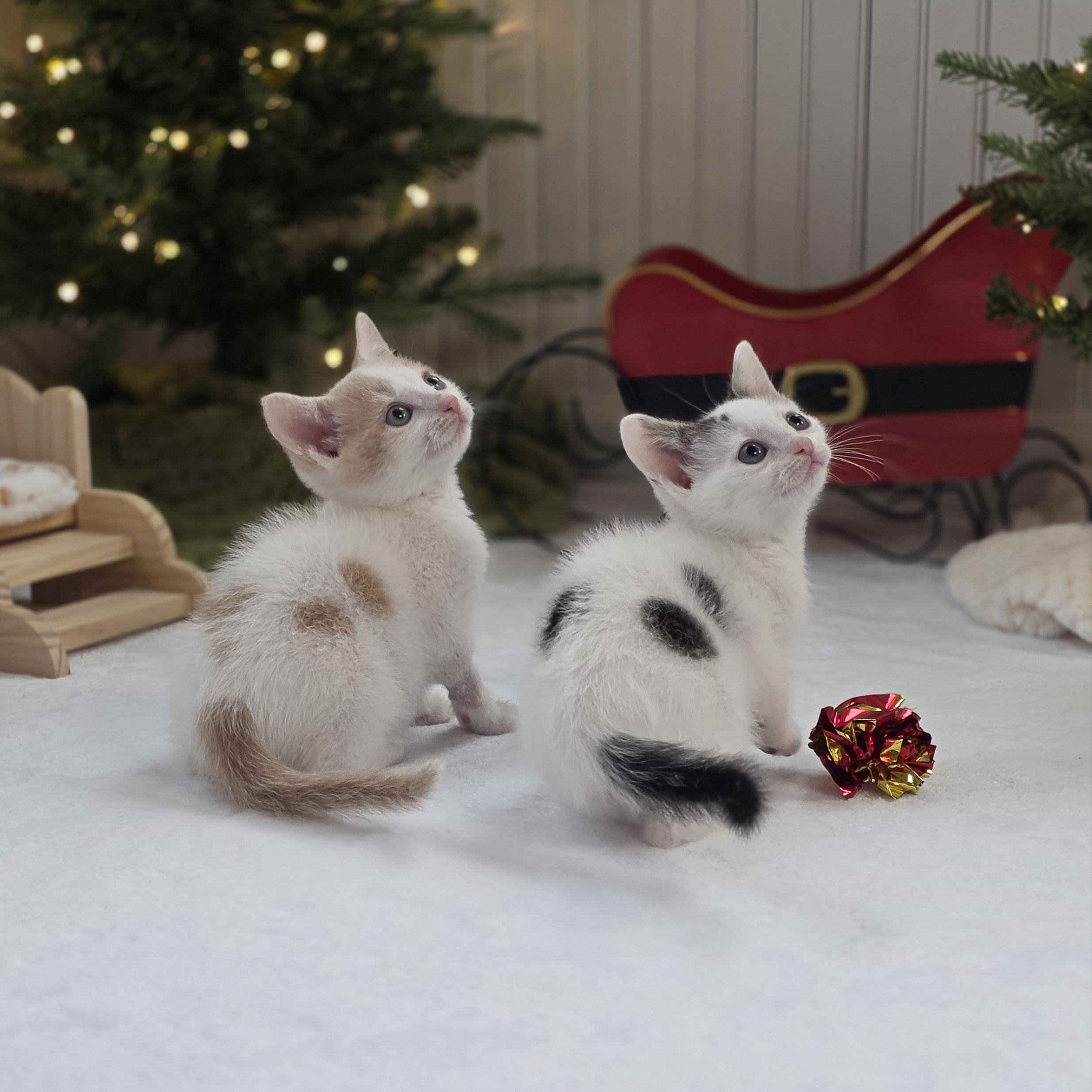 Enlarge Tanjiro, a Adoptable mixed breed in Atlanta, GA image 3/6