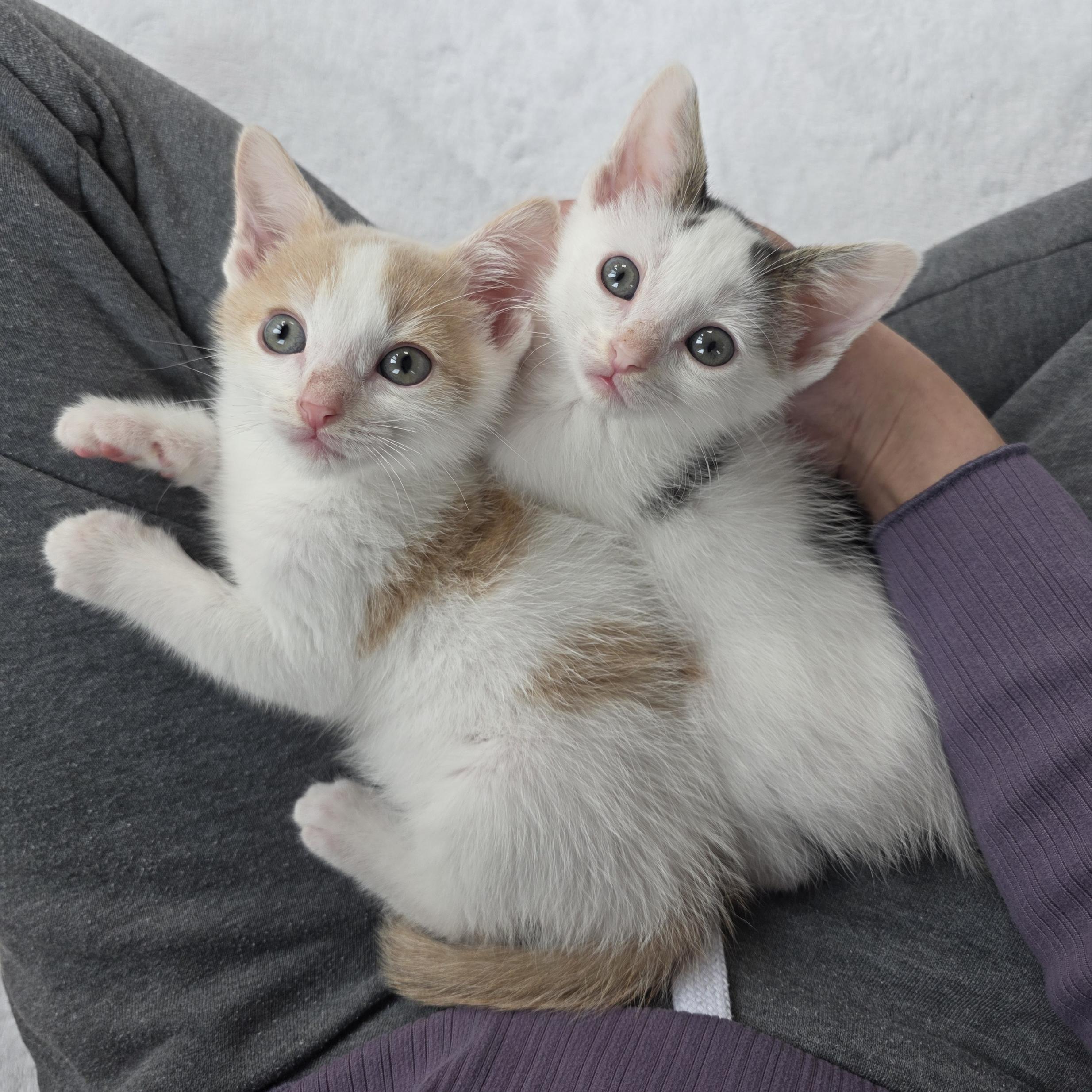 Enlarge Tanjiro, a Adoptable mixed breed in Atlanta, GA image 4/6