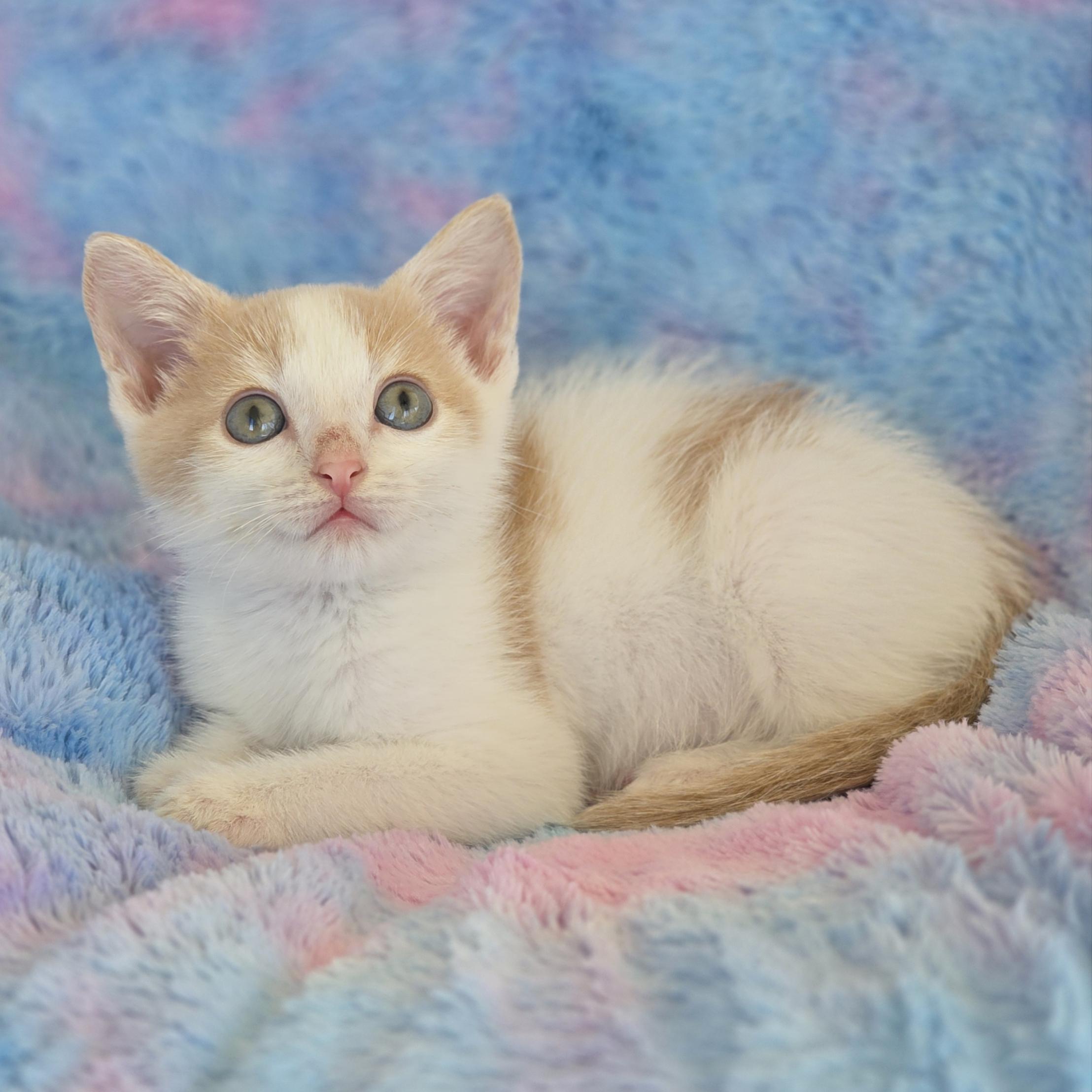 Enlarge Tanjiro, a Adoptable mixed breed in Atlanta, GA image 5/6