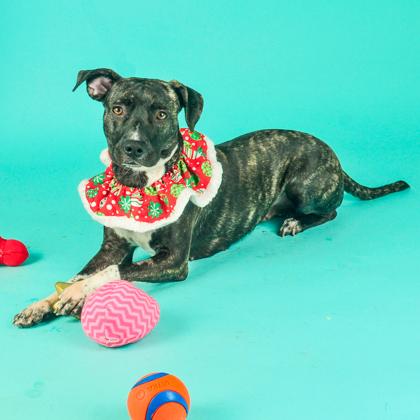 Bessie, Adoptable, Adult Female Hound & Mixed Breed.