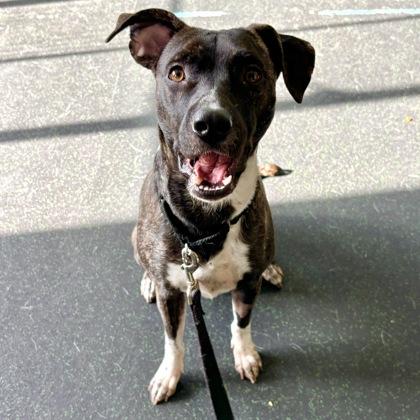 Bessie, a Adoptable mixed breed in San Francisco, CA image 3/3