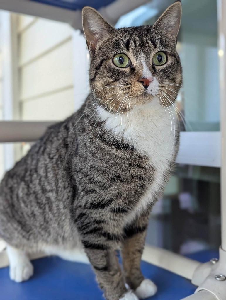 Merry, Adoptable, Adult Female Domestic Short Hair.