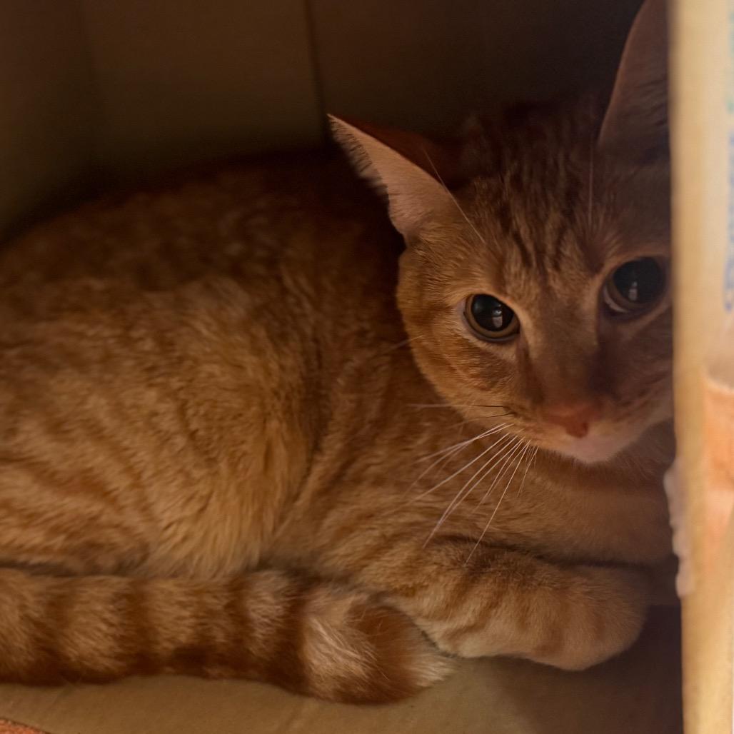 Enlarge Sushi, a Adoptable Domestic Short Hair in Starkville, MS image 1/6