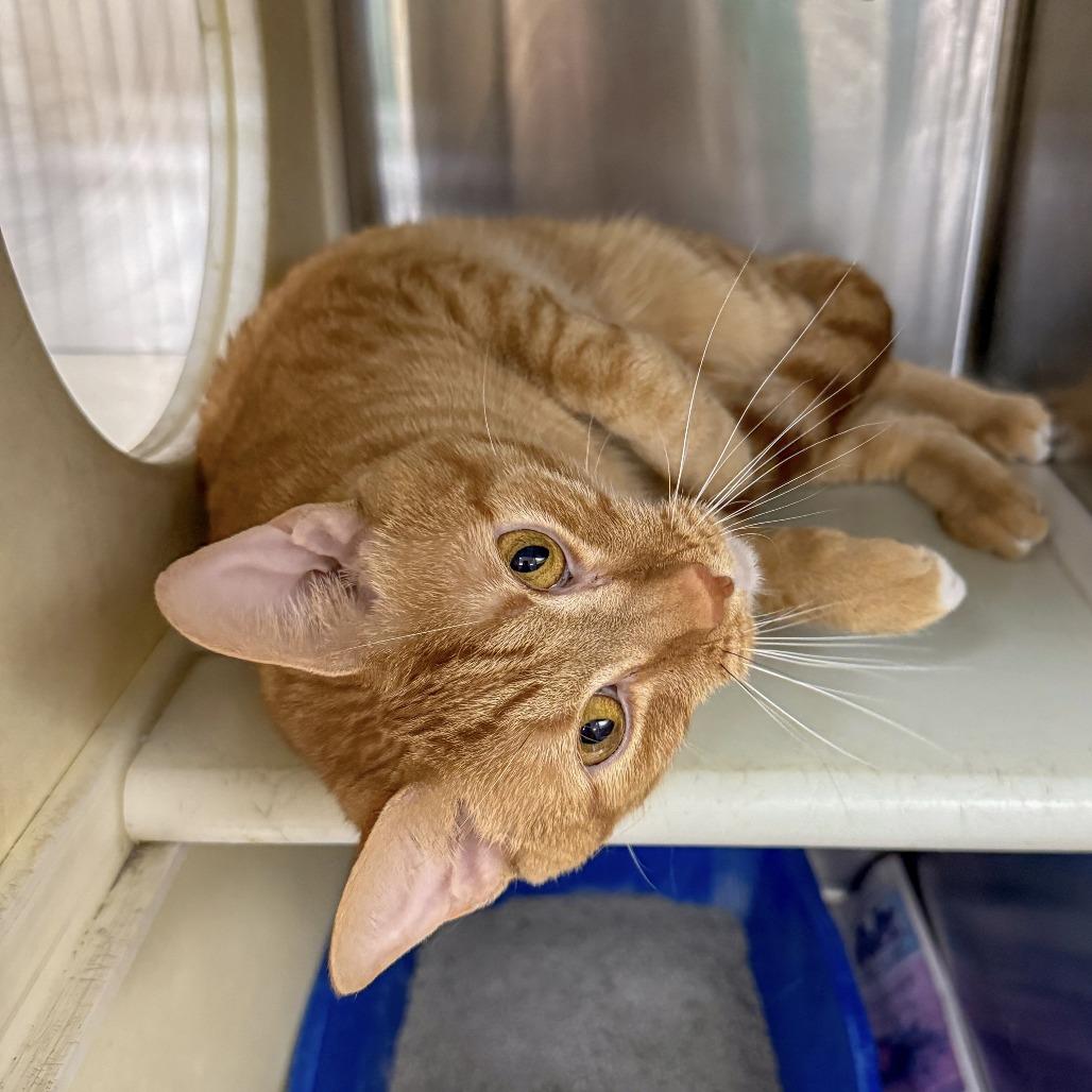 Enlarge Sushi, a Adoptable Domestic Short Hair in Starkville, MS image 2/6