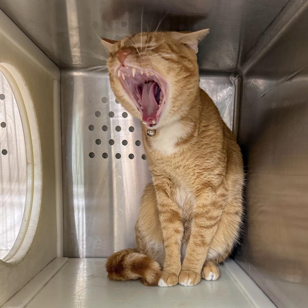 Enlarge Sushi, a Adoptable Domestic Short Hair in Starkville, MS image 3/6