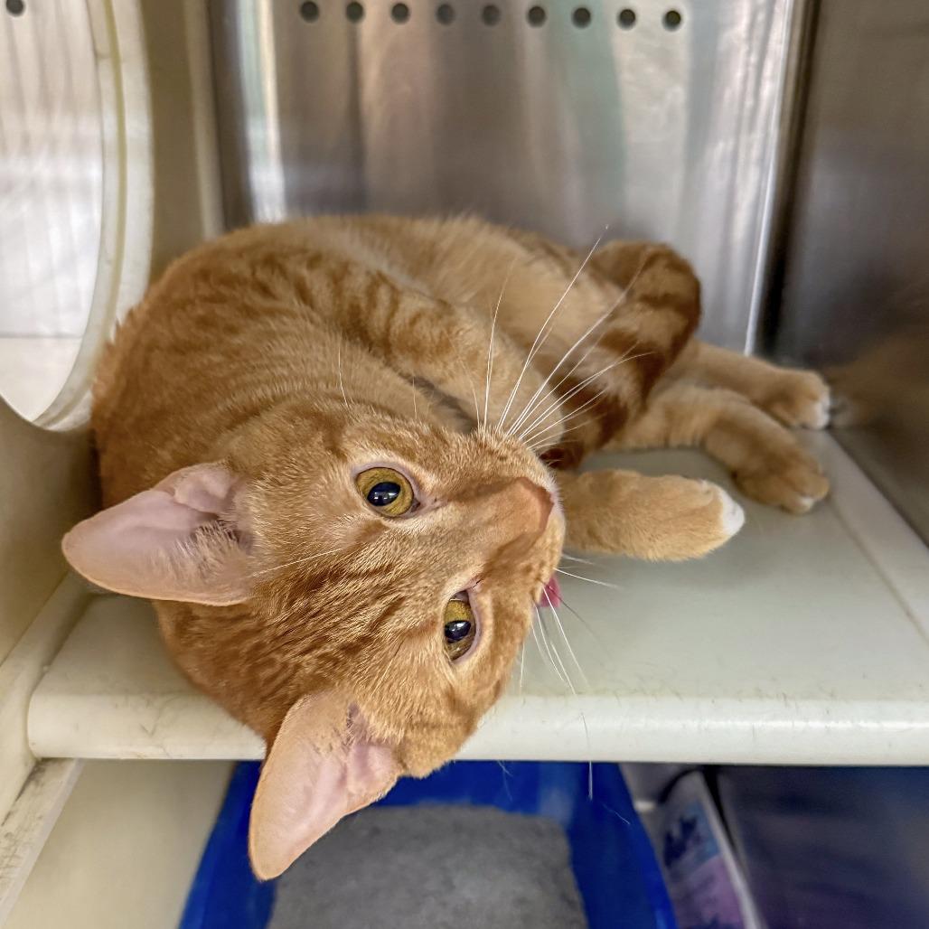 Enlarge Sushi, a Adoptable Domestic Short Hair in Starkville, MS image 4/6