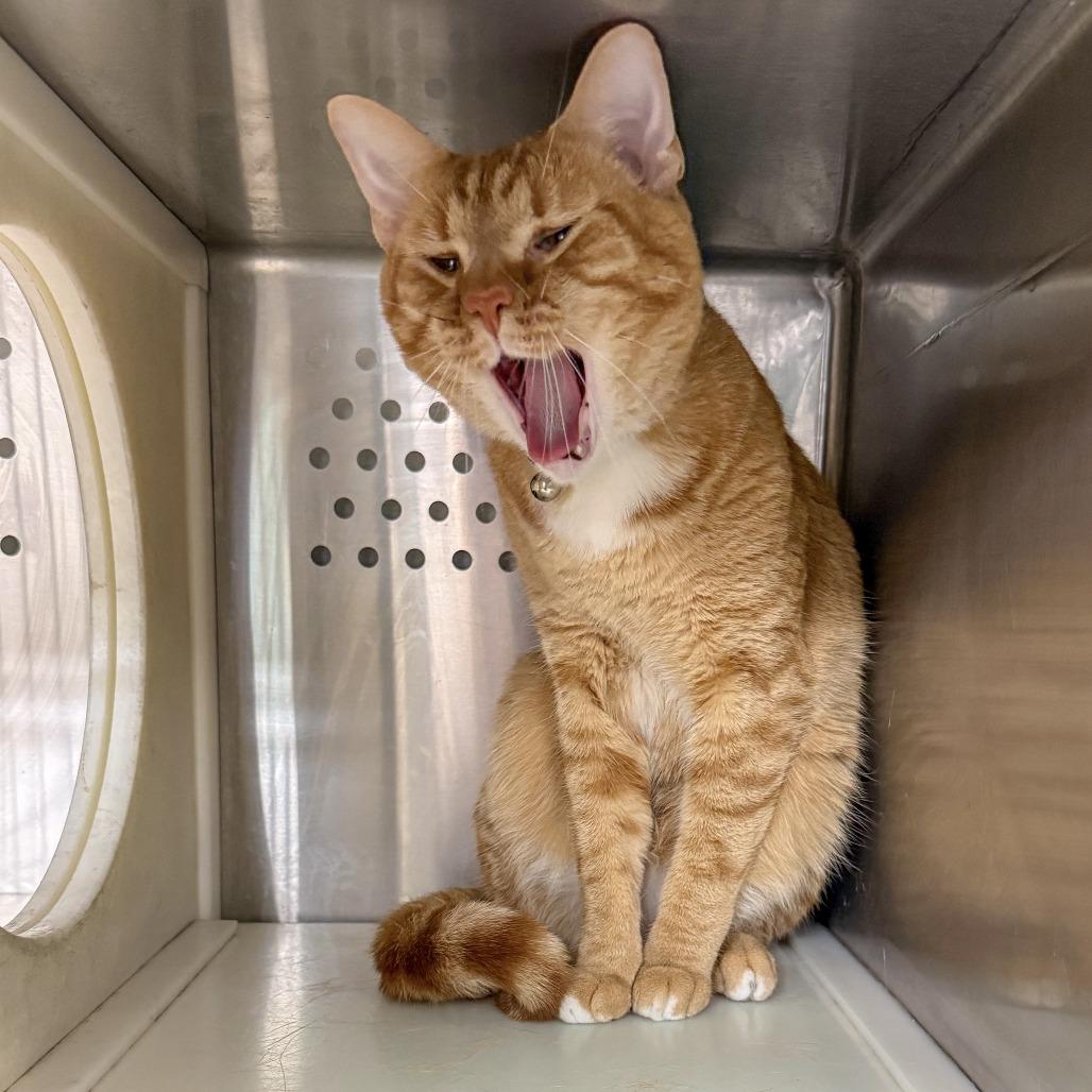 Enlarge Sushi, a Adoptable Domestic Short Hair in Starkville, MS image 5/6