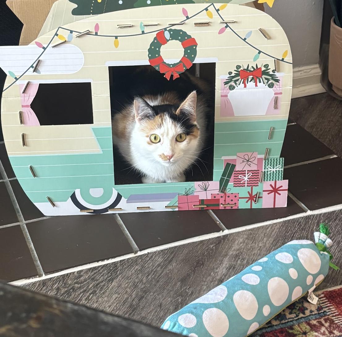 Enlarge Stella, an adopted Domestic Short Hair in Cincinnati, OH image 6/6