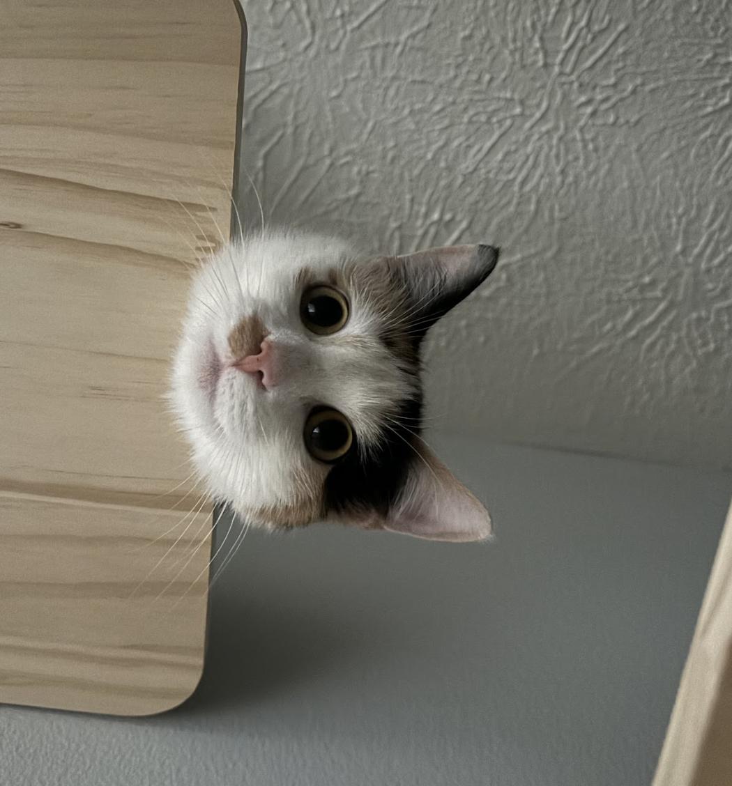 Enlarge Stella, an adopted Domestic Short Hair in Cincinnati, OH image 2/6