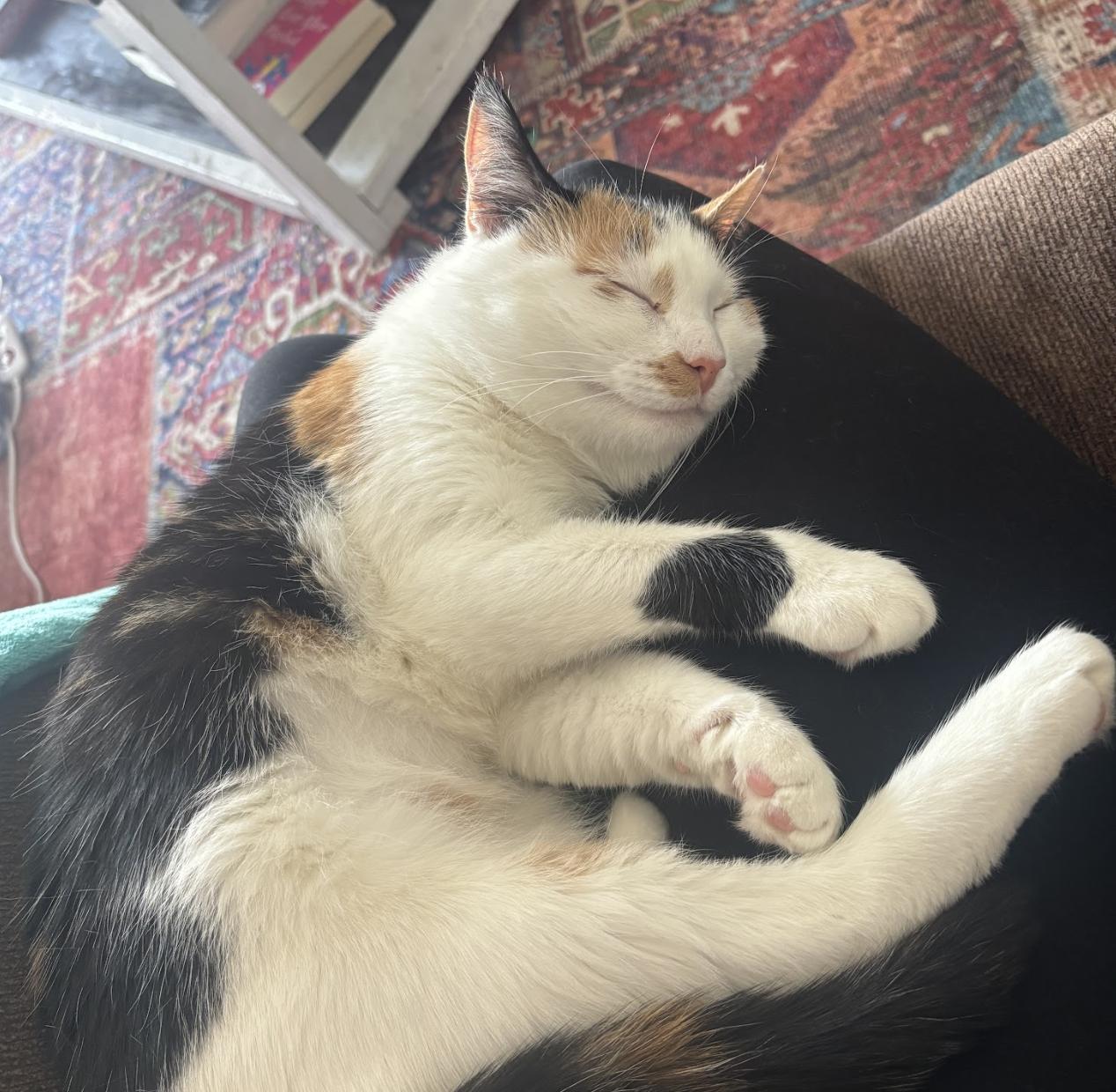 Enlarge Stella, an adopted Domestic Short Hair in Cincinnati, OH image 5/6