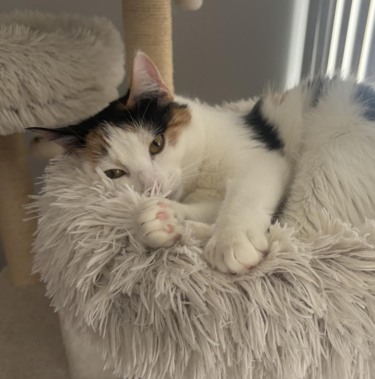 Enlarge Stella, an adopted Domestic Short Hair in Cincinnati, OH image 4/6