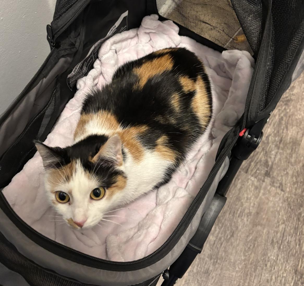 Enlarge Stella, an adopted Domestic Short Hair in Cincinnati, OH image 3/6